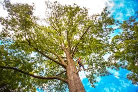 How Our Tree Care Process Works  in  Morton, MS